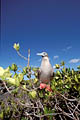  Fou pieds rouge Galapagos archipel île Genovesa couleur nature oiseau Pacifique océan Equateur Mangrove 